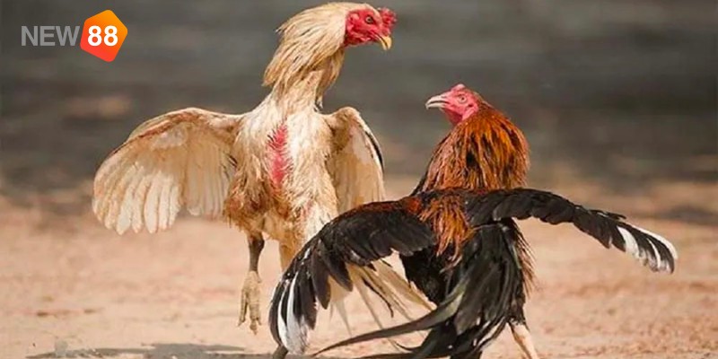 Lý do nên chọn chơi đá gà cựa sắt tại KU BET&nbsp;