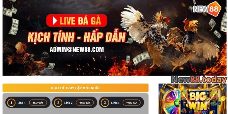 Đá gà KU BET có gì đặc biệt?