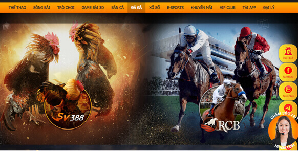 Hướng dẫn xem và chơi đá gà online KU BET