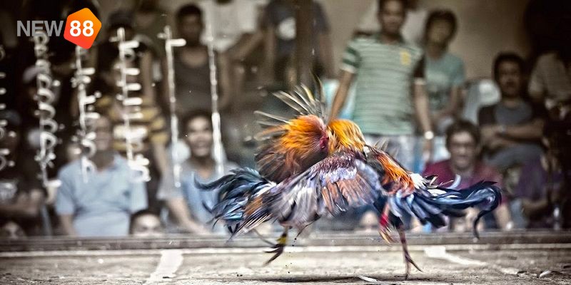 Giới thiệu về kinh nghiệm cá cược đá gà trực tuyến&nbsp;