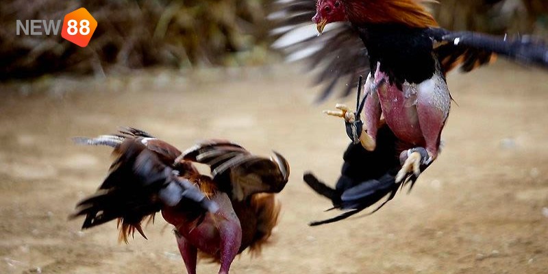 Kinh nghiệm cá cược đá gà - Kiếm tra thành tích&nbsp;