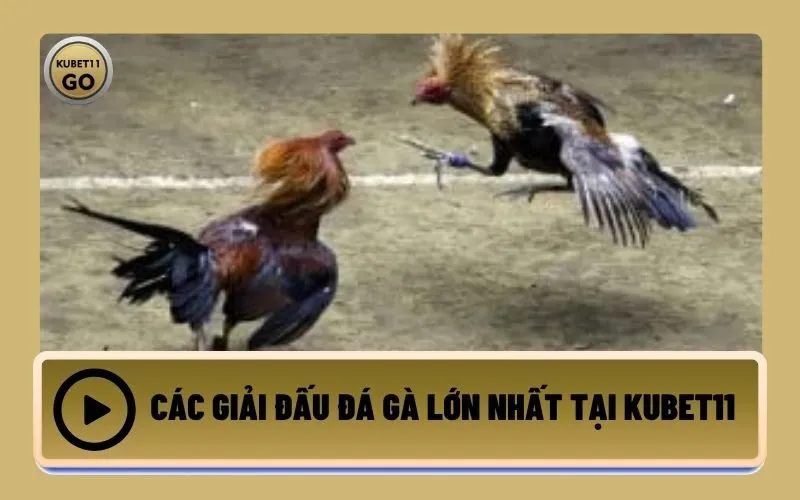 Các Giải Đấu Đá Gà Lớn Nhất Tại Kubet