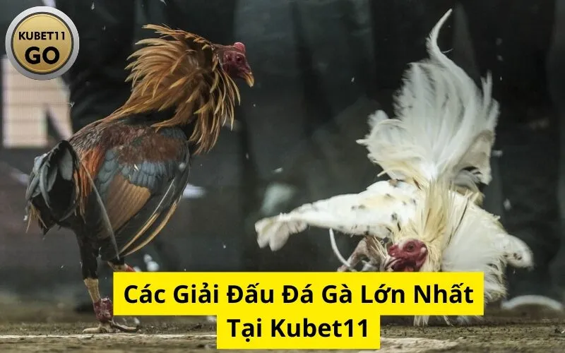 Các Giải Đấu Đá Gà Lớn Nhất Tại Kubet