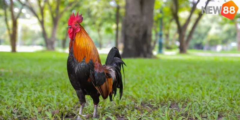 Cách Xem Mặt Gà Đá Chi Tiết - Bí Quyết Chiến Thắng&nbsp;