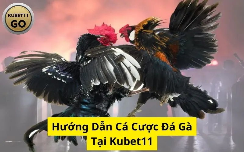 Hướng Dẫn Cá Cược Đá Gà Tại Kubet