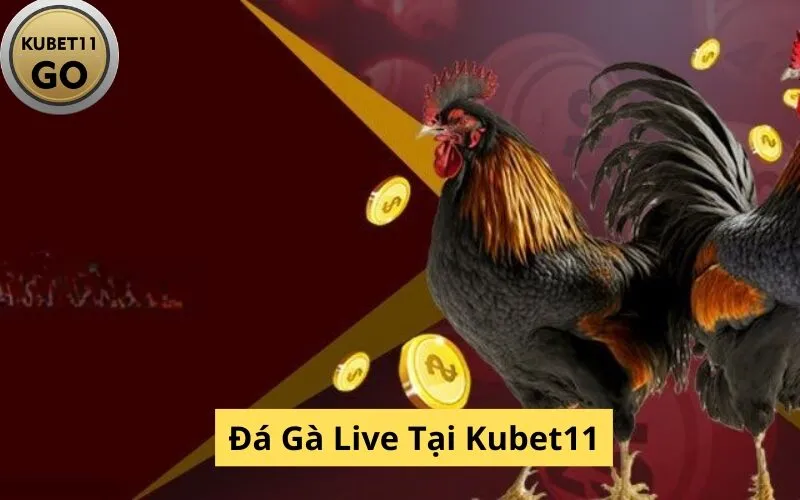 Đá Gà Live Tại Kubet
