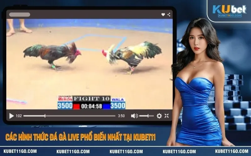 Các hình thức đá gà live phổ biến nhất tại Kubet