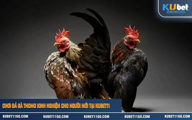 Chơi Đá Gà thomo Kinh Nghiệm cho người mới Tại Kubet