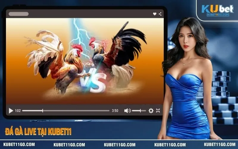 Đá Gà Live Tại Kubet