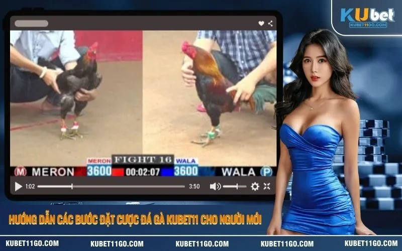 Hướng dẫn các bước đặt cược đá gà Kubet cho người mới