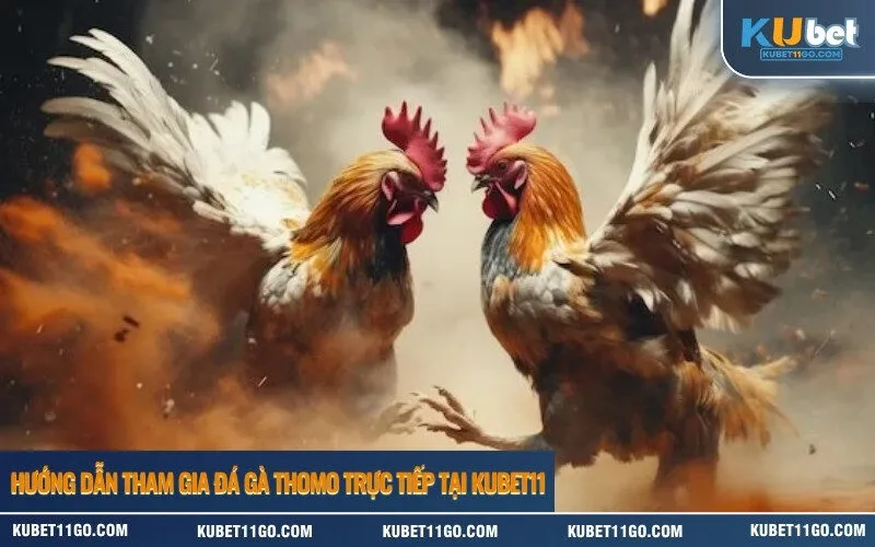 Hướng dẫn tham gia đá gà Thomo trực tiếp tại Kubet