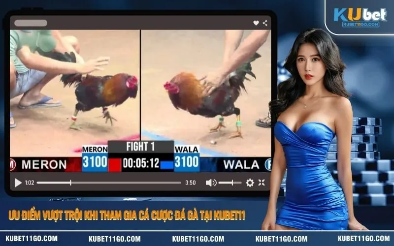 Ưu điểm vượt trội khi tham gia cá cược đá gà tại Kubet