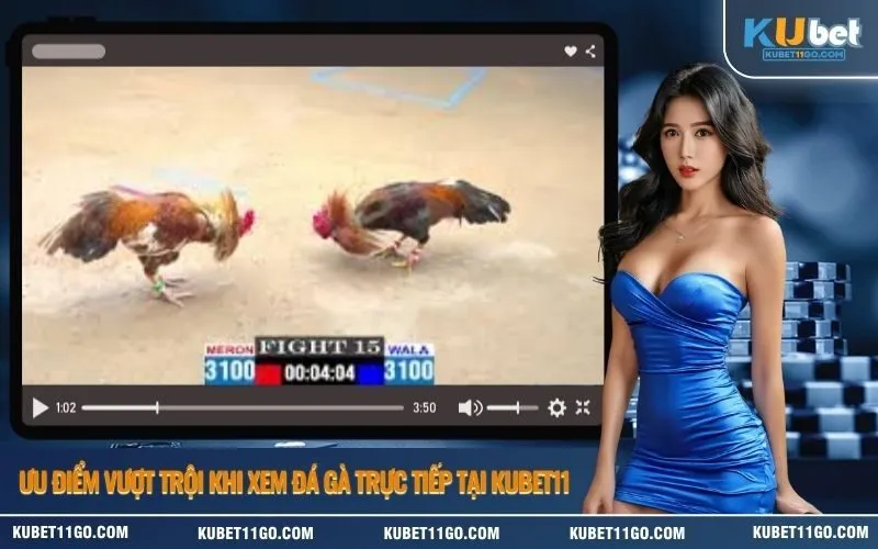 Ưu điểm vượt trội khi xem đá gà trực tiếp tại Kubet